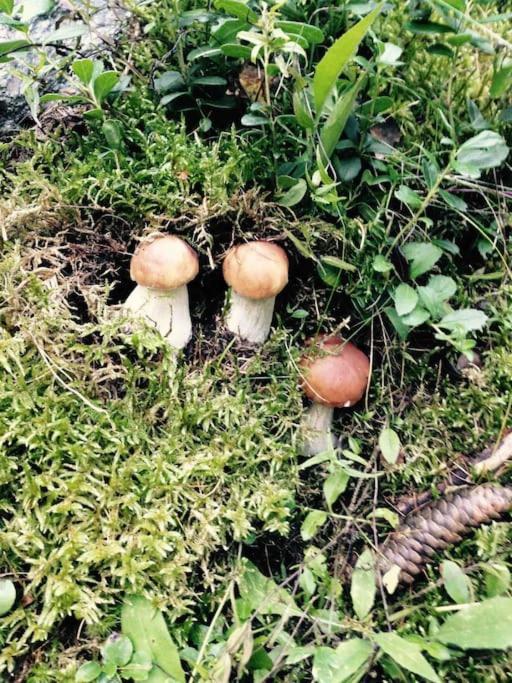 Appartamento Ampio Giardino Adiacente Piste Sci 4/6 Posti Letto La Thuile Exteriör bild